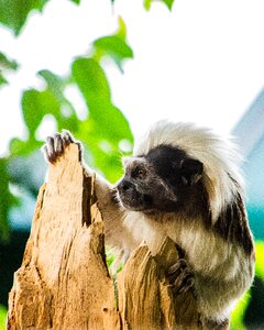 Krallenaffe tropics zoo