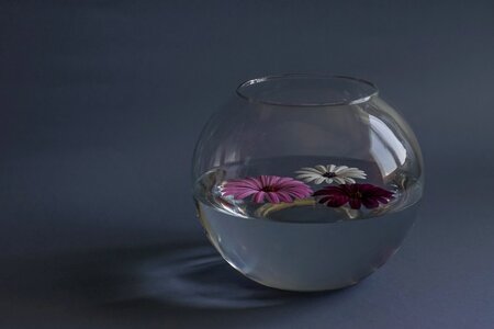 Water still life decoration photo