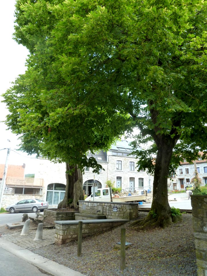 Deigné-tilleul devant l'église (1)