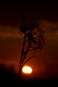Sunset drops evening
