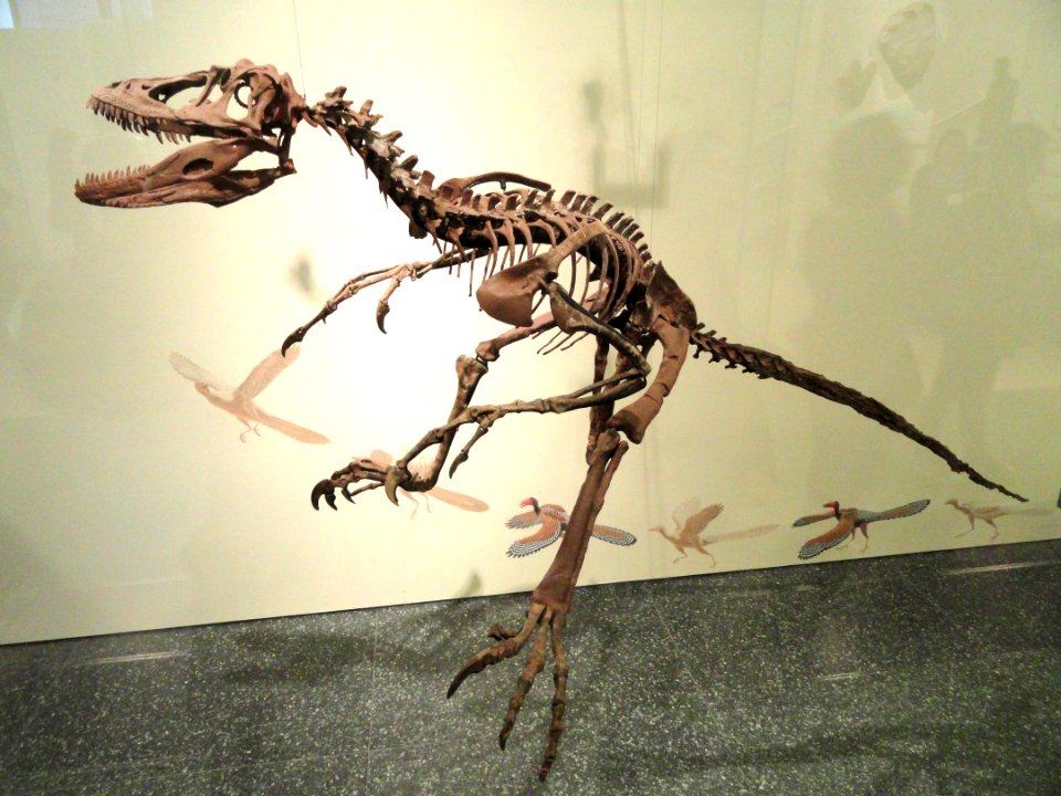 Deinonychus antirrhopus - AMNH - DSC06297
