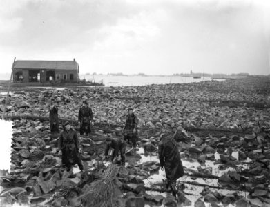 De Schelphoek op Schouwen. Droogvallen zinkreparaties, Bestanddeelnr 905-8264