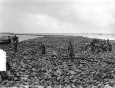 De Schelphoek op Schouwen. Droogvallen zinkreparaties, Bestanddeelnr 905-8263