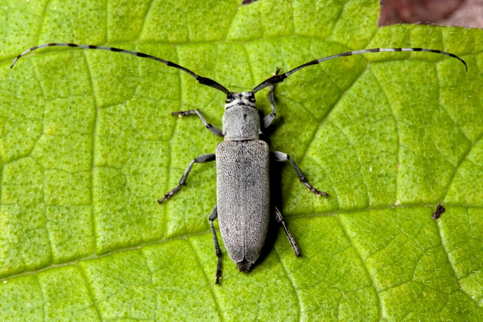 Dectes sp., Davidson County