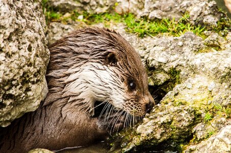 Tiergarten cute wet