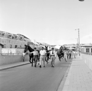 De paarden voor de koninklijke calèche in Willemstad, Bestanddeelnr 252-2738