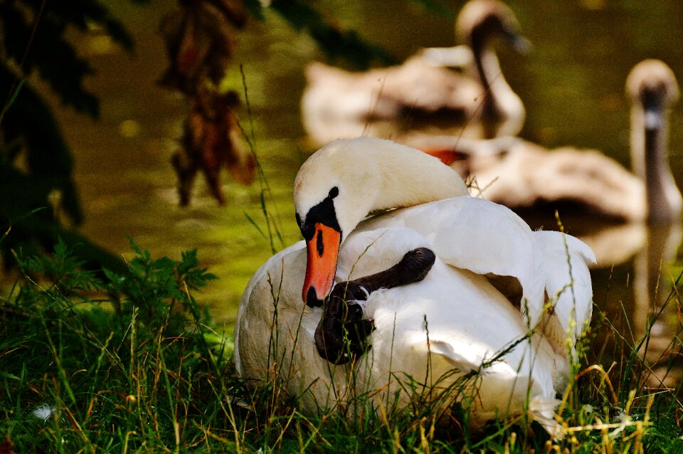 Water white swan water bird