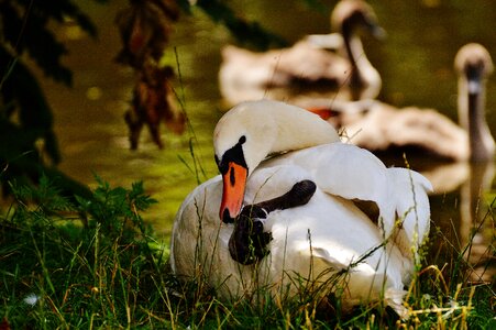 Water white swan water bird photo