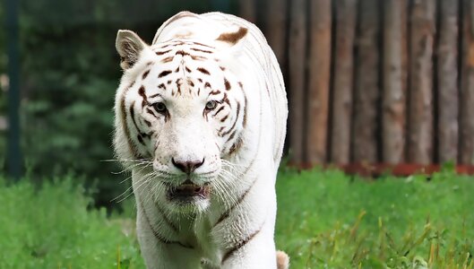 Predator white bengal tiger dangerous photo
