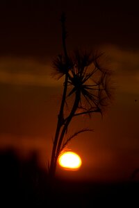 Dandelion sunset evening photo
