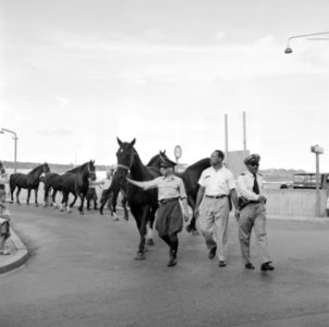 De paarden voor de koninklijke calèche in Willemstad, Bestanddeelnr 252-2741