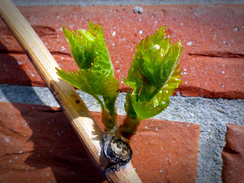 Driving tip bud vine