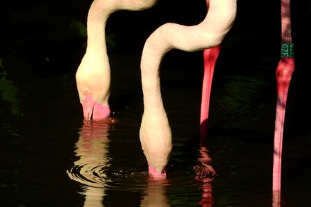 Beak in the water filtering water