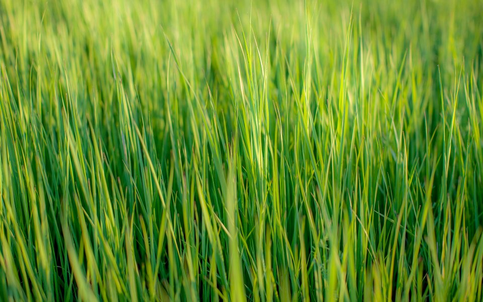 Grass greens green grass