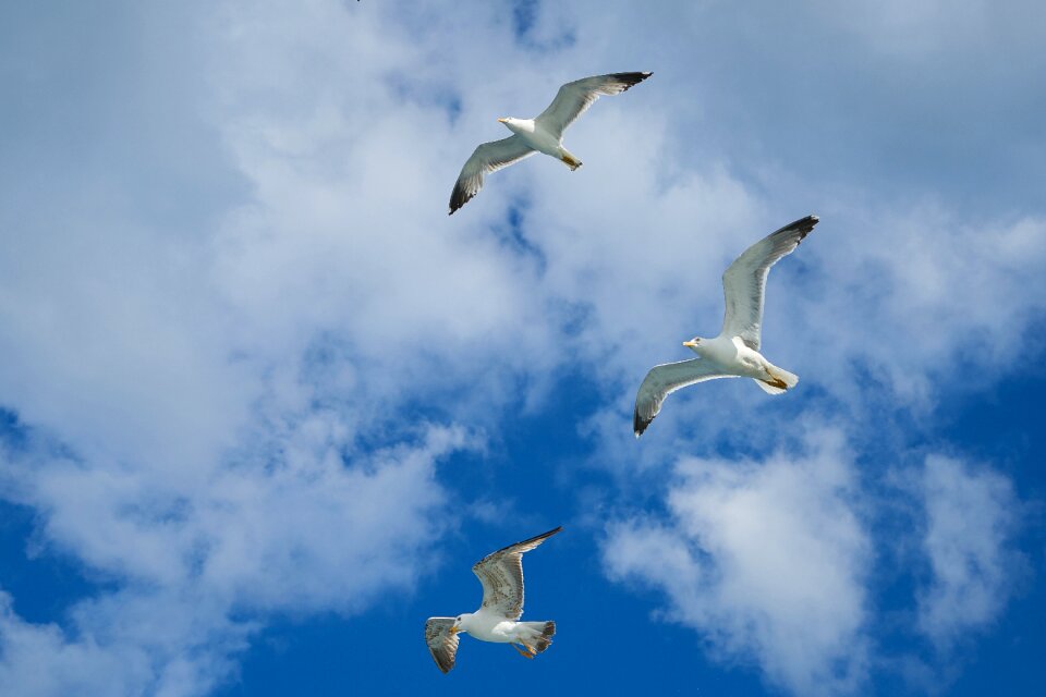 Environmental freedom beautiful
