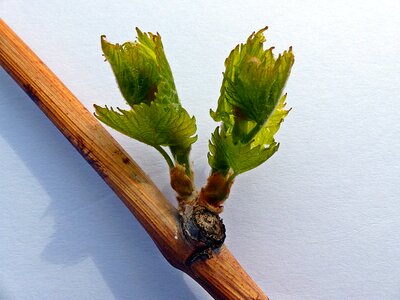 Driving tip bud vine