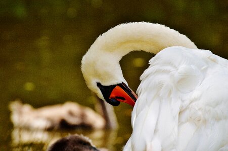 Water white swan water bird