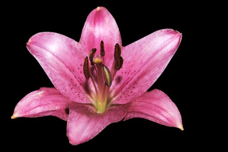 Blossom bloom pink lily photo