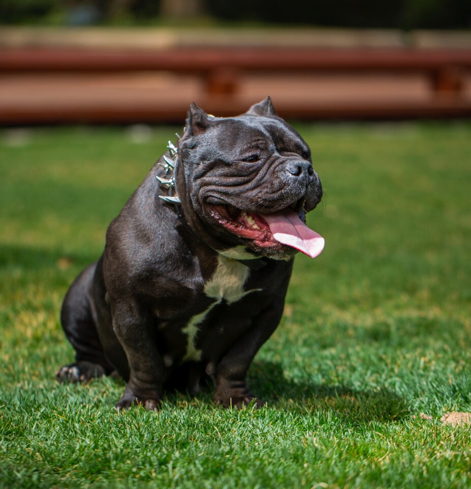 Bully dog love the dog photography