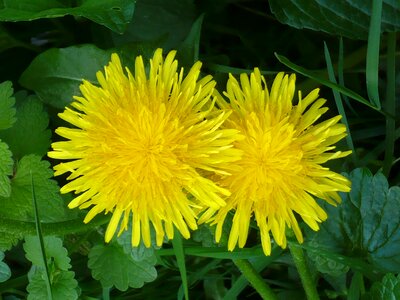Yellow yellow flower plant