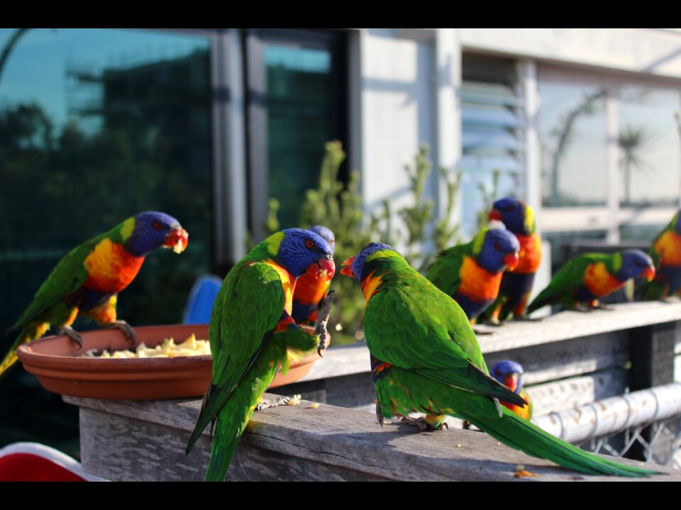 Melbourne st kilda bird