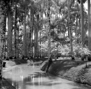 De Palmentuin in Paramaribo, Bestanddeelnr 252-6101