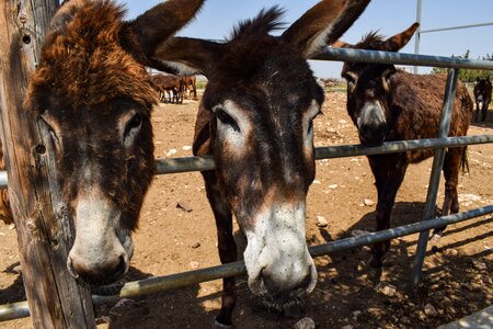 Donkey farm animal dasaki achna
