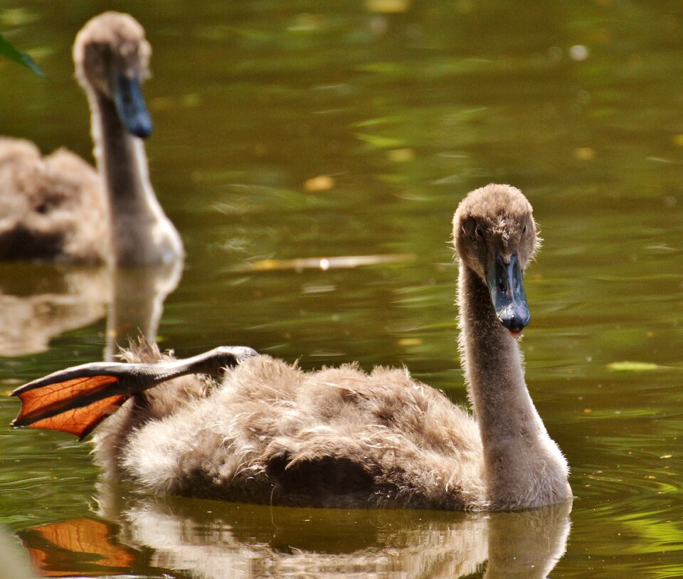 Waters water water bird photo