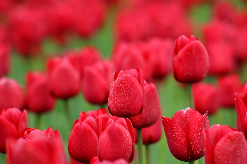 Spring nature spring flower