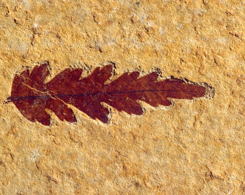 Stone rock fossilized