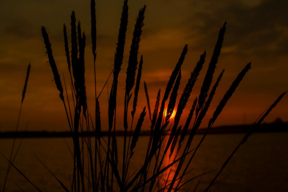 Summer nature cheerful