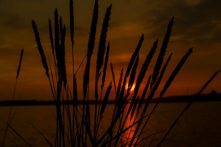 Summer nature cheerful
