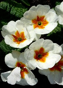 Nature flowers bright