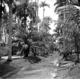 De Palmentuin in Paramaribo, Bestanddeelnr 252-6100