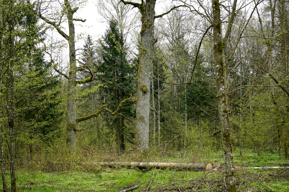 The nature reserve trunk cut down a tree