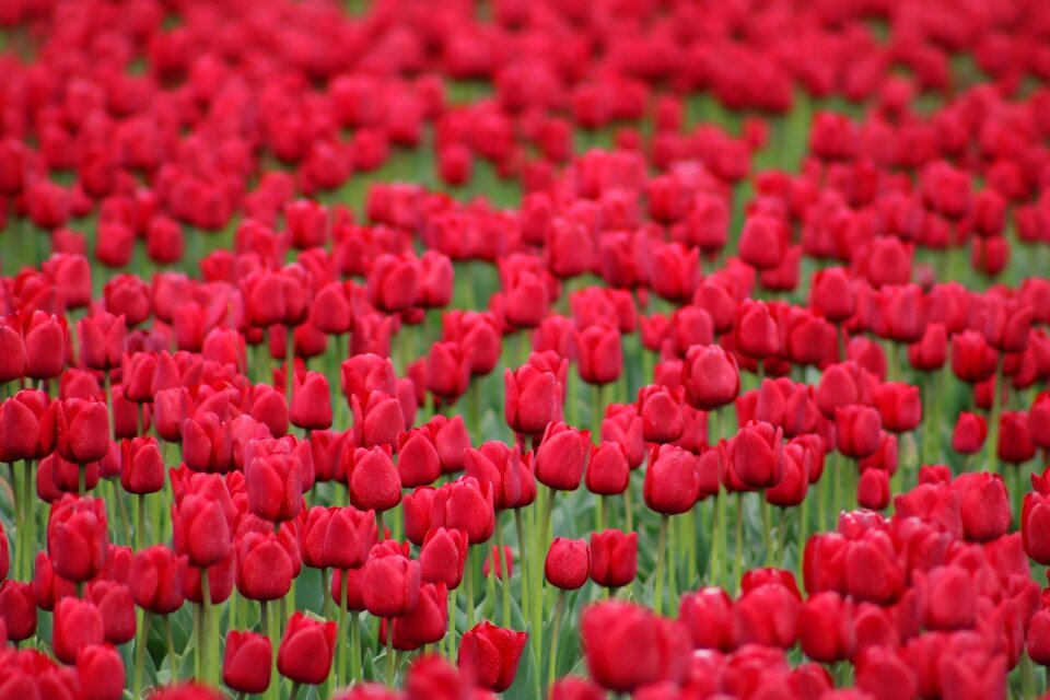 Spring nature spring flower