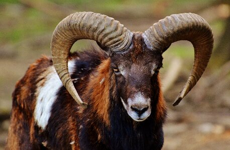 Wild wild animal mammal