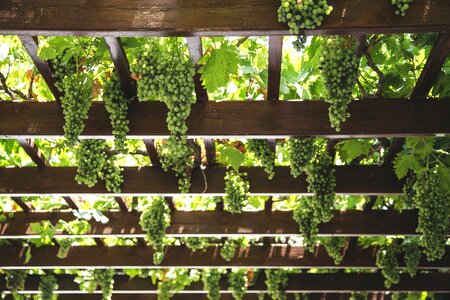 Green agriculture vine photo
