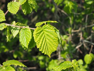 Fresh green new leaf green