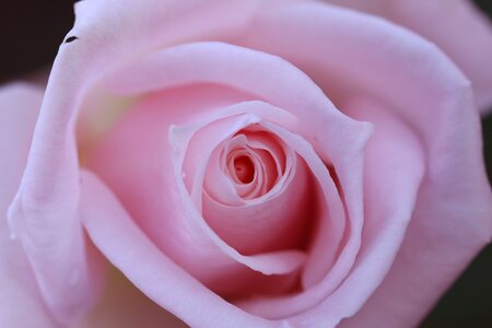 Close isolated rosa