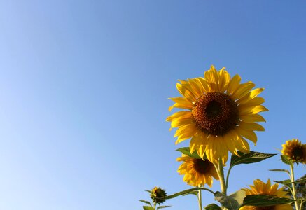 Refreshing nature background