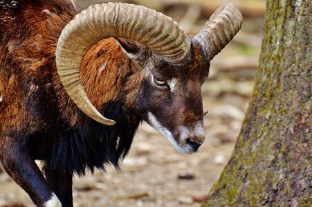 Wild wild animal mammal