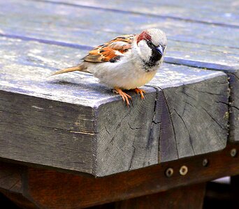 House sparrow nature sparrows