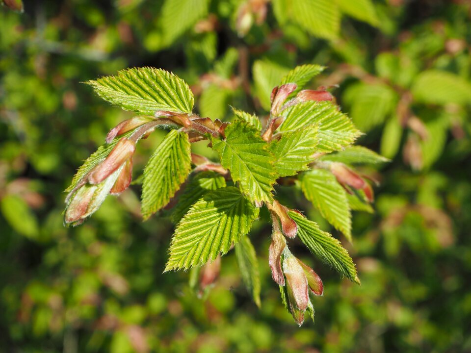 Beech leaves leaves green