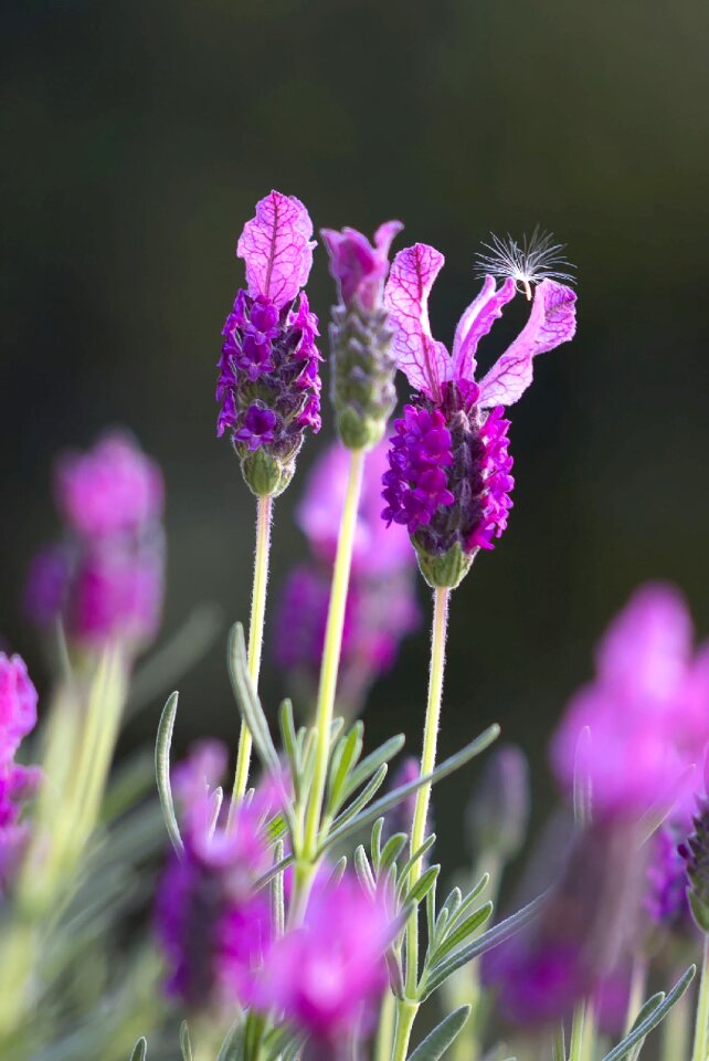 Closeup blooming france