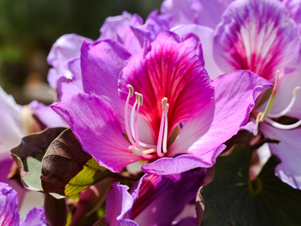 Blossom nature blooming