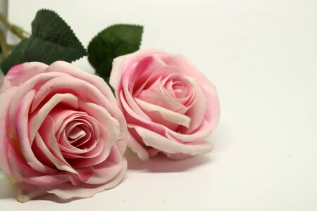 Pink roses romance flower