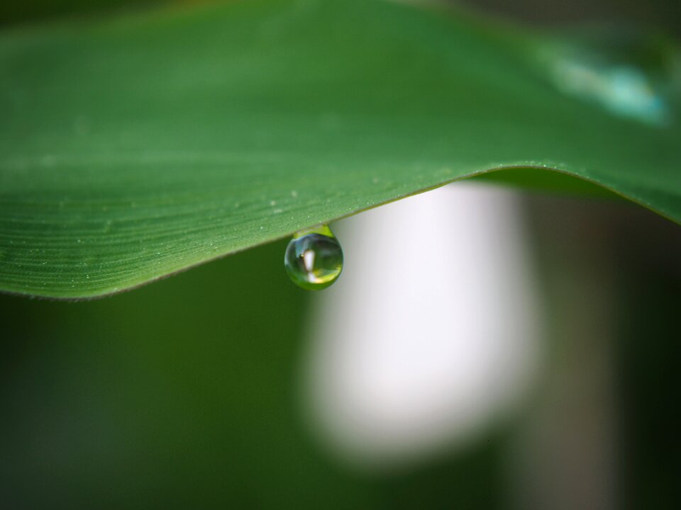 Sun water drops of morning dew