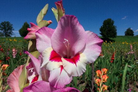 Purple tender pink