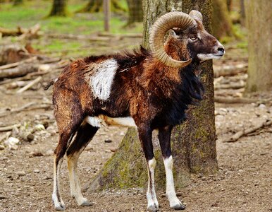 Wild wild animal mammal